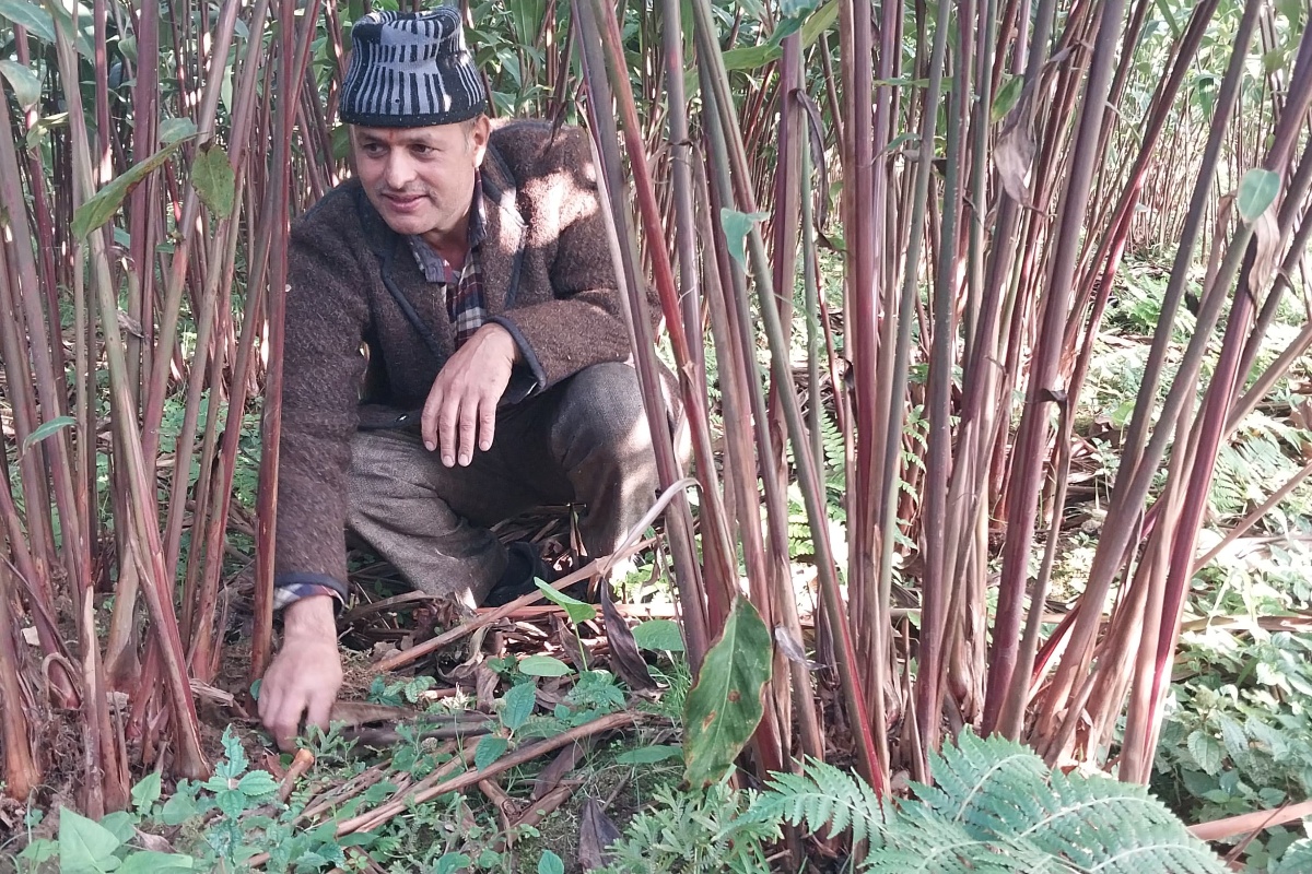 इलाममा एउटै परिवारद्वारा ३४ लाखको अलैँची उत्पादन