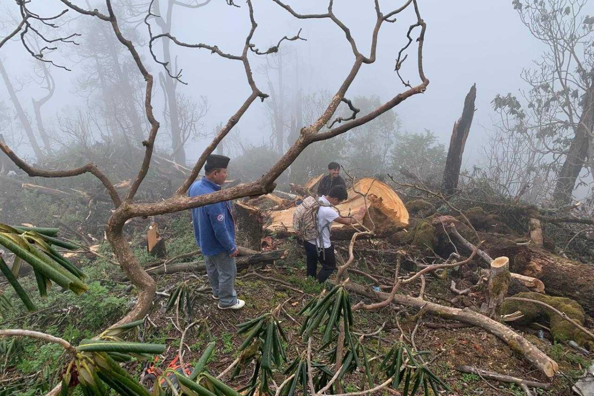 केबलकार खारेजीको माग गर्दै पाथीभरा क्षेत्रमा वृक्षारोपण गर्ने आन्दोलनरत पक्षको तयारी