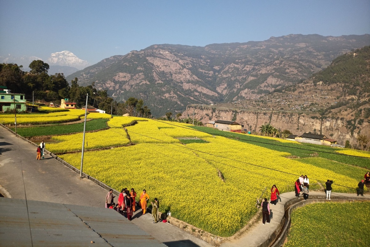 पर्यटकीय गन्तव्य बन्यो म्याग्दी रत्नेचौरको तोरीबारी