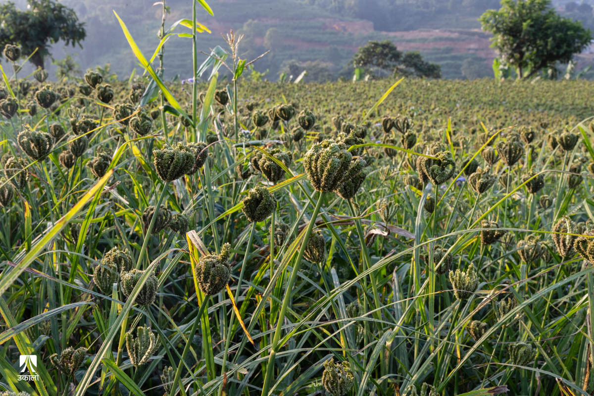 कोदो र फापर फलाउने किसानलाई अनुदान