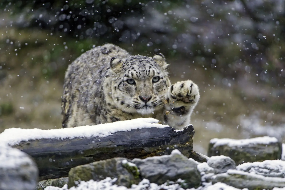 डोल्पामा १२० हिउँ चितुवा