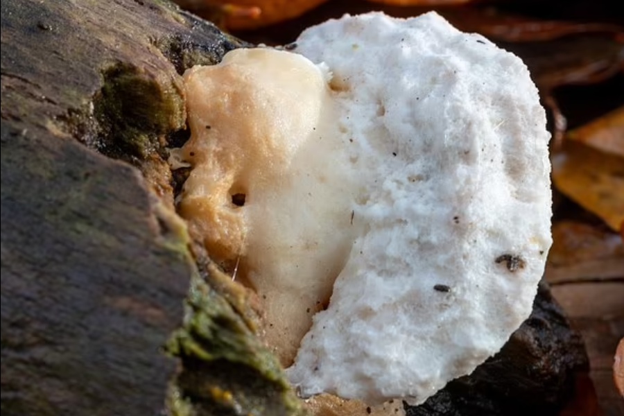 वैज्ञानिकले पत्ता लगाए अहिलेसम्मकै तीतो वस्तु