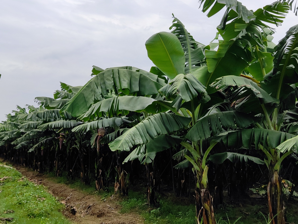 पाँच युवा मिलेर खोलेको फार्मबाट तीन करोडको केरा बिक्री