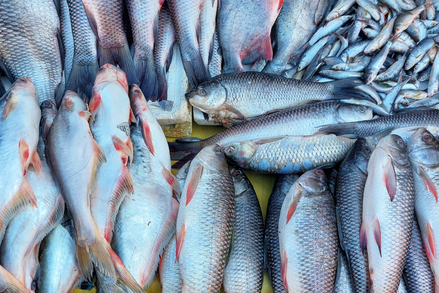 ह्वात्तै बढ्यो माछाको अवैध आयात, उपभोक्ता र व्यापारी मारमा