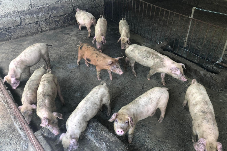 मोरङमा बंगुरलाई देखियो ‘अफ्रिकन स्वाइन फिभर’को लक्षण