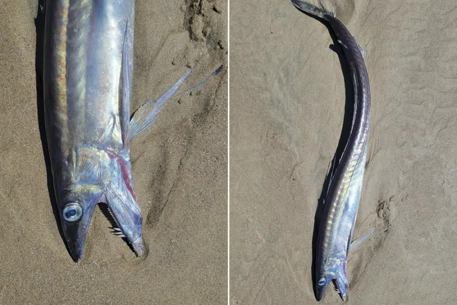 अमेरिकाको ओरिगनमा भेटियो तीखा दाँत भएको माछा