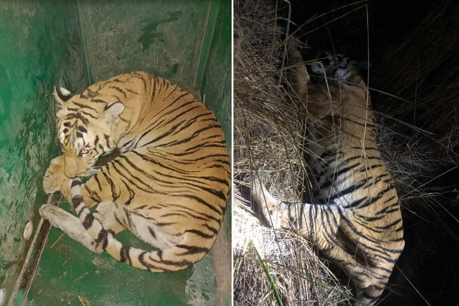 मकवानपुरबाट नियन्त्रणमा लिइएको नरभक्षी बाघलाई चितवन लगियो