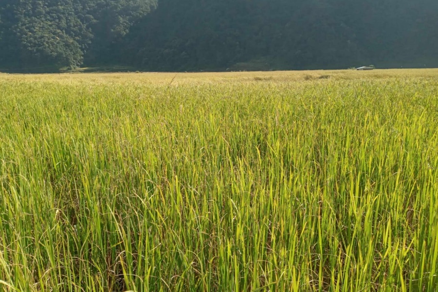 बास्ना गुमाउँदै पोखरेली ‘जेठोबुढो’