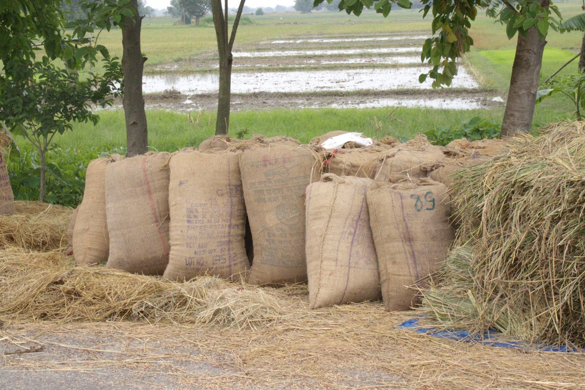 झापामा धानको समर्थन मूल्य तोकियो, खाद्य कम्पनीले ५० हजार क्विन्टल खरिद गर्ने