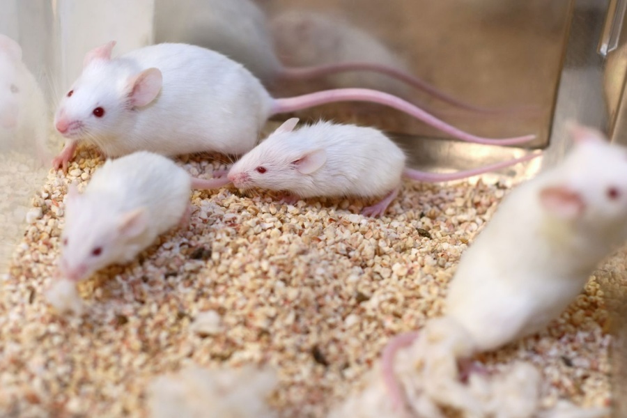 भाले मुसाबाट बच्चा जन्माउने परीक्षणमा सफलता, वैज्ञानिक भन्छन्– समलिंगी पुरुषले पनि बच्चा जन्माउनेछन्