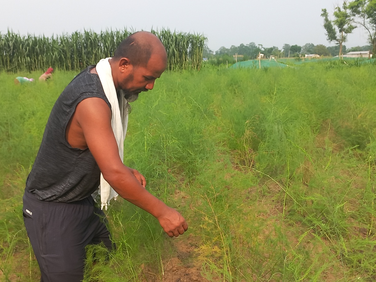कुरिलो खेतीमा रमाएका पदमबहादुर: ५० कट्ठामा खेती, वार्षिक १६ लाख रुपैयाँको बिक्री 