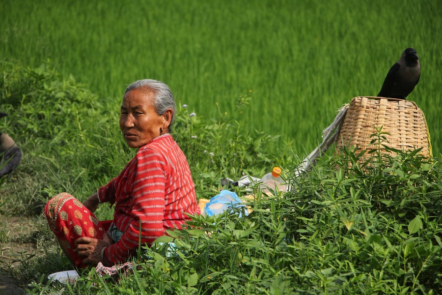 हरियाली खेतका फाँट, धान गोड्न व्यस्त किसान  