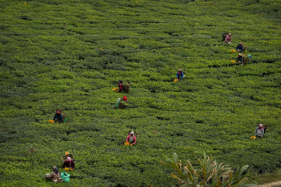 चियाको गुणस्तर हेर्न इलाममा विदेशी व्यापारी, अर्थोडक्स चिया प्रतिकिलो १० हजार रुपैयाँमा बिक्री 