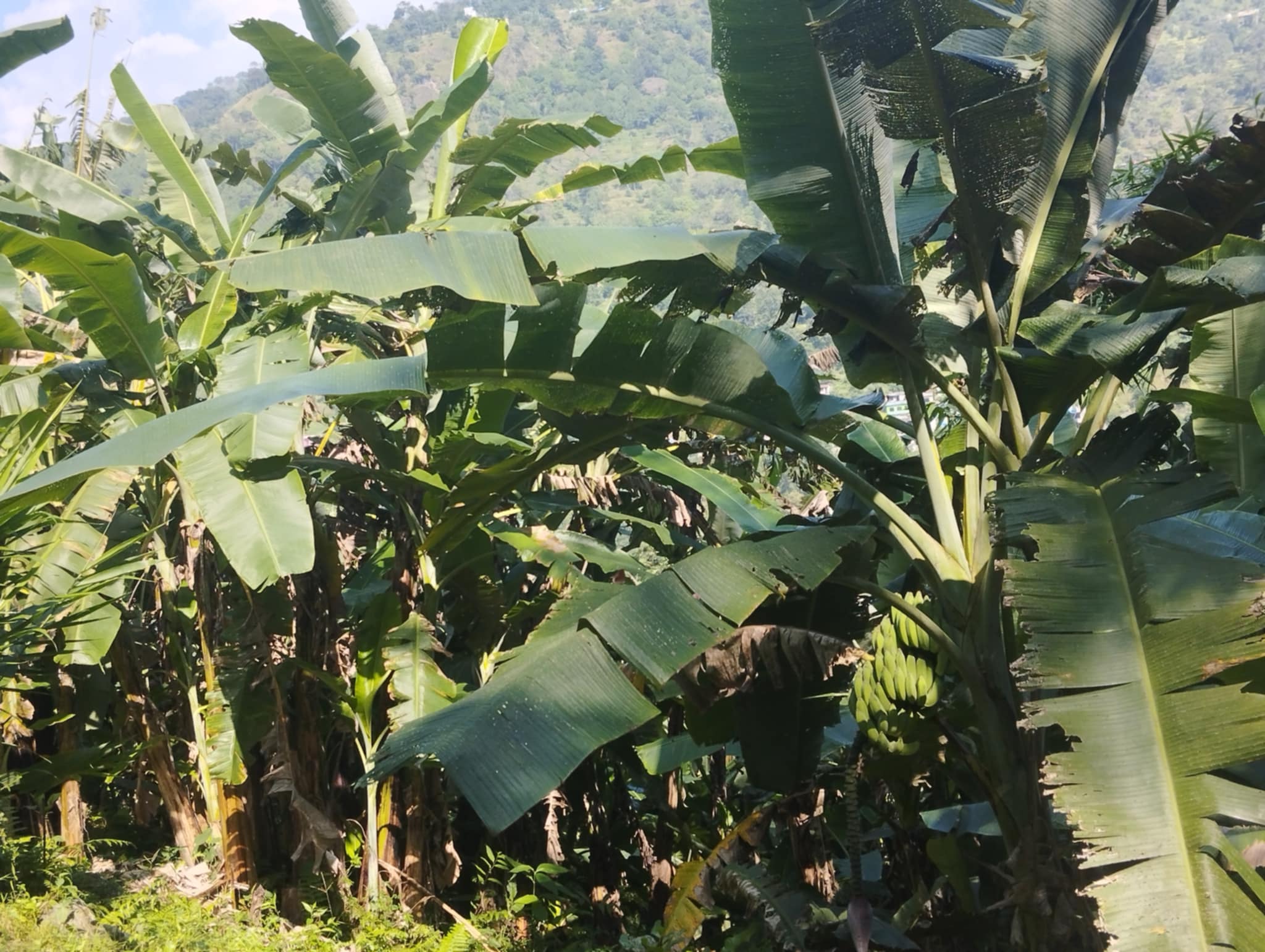 खरबारी फाँडेर केराखेती, वार्षिक दुई करोडसम्म आम्दानी