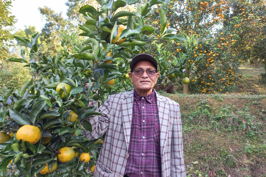 सेवानिवृत्त अधिकृत थापाको पौरख: ५६ रोपनीमा सुन्तलाखेती