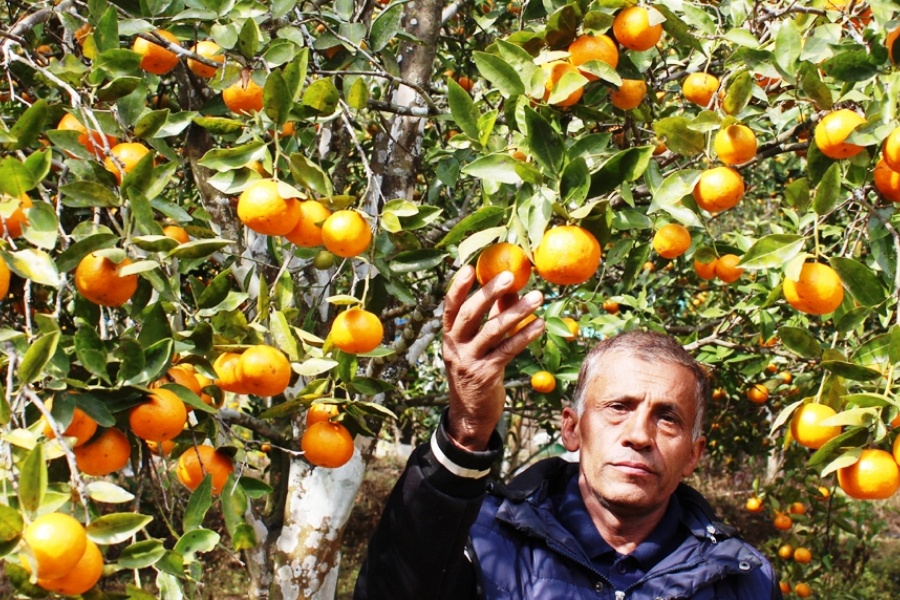 एउटै बगानबाट १० लाखको सुन्तला बिक्री