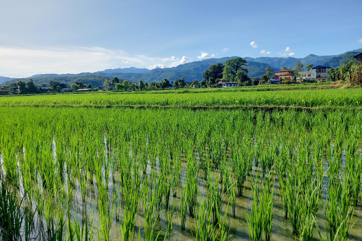 नवलपरासी पूर्वमा ९३ प्रतिशत धान रोपाइँ