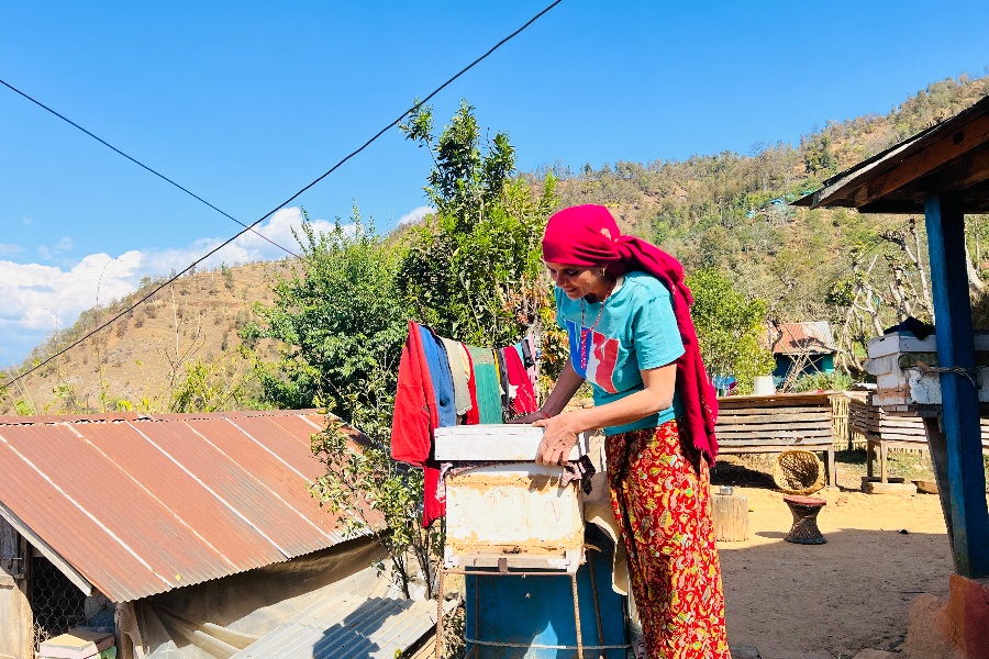 बसाइँसराइले रित्तिँदै गएको गाउँमा मौरीपालनमा सक्रिय पौडेल दम्पती
