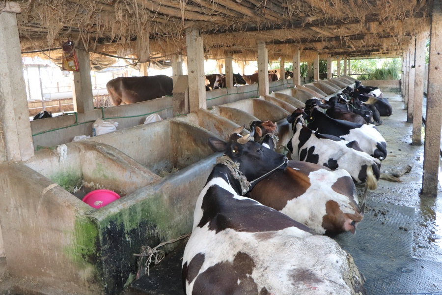 दूधको मूल्य घटेपछि चितवनका किसान निराश