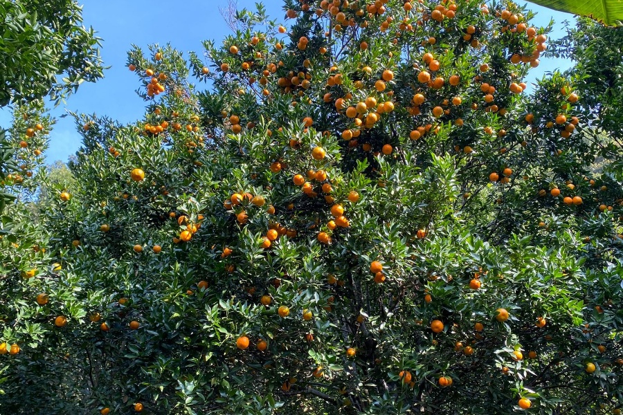 रोग किराको असर: लमजुङमा घट्यो सुन्तला उत्पादन