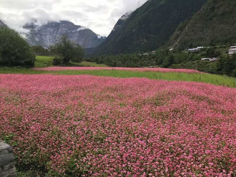 मुगुबाट लोप हुँदै मिठेफापर, संरक्षणमा छैन चासो