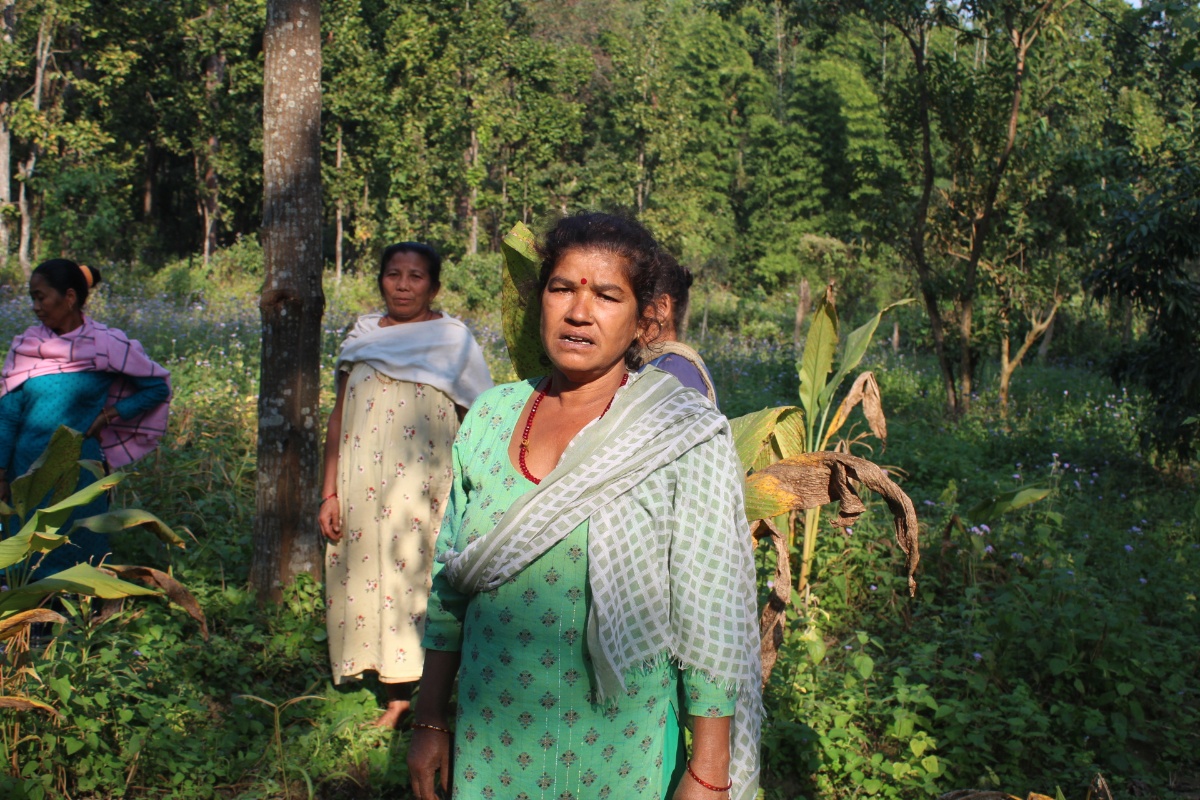 वनको खाली जग्गामा खेती गरेर आम्दानी गर्दै मकवानपुरका महिला