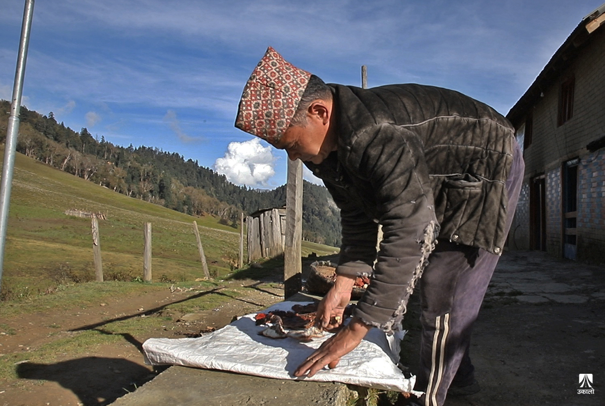 दुर्लभ रातो च्याउको खोजी: पाउन मुस्किल, मूल्य आकर्षक (भिडियो कथा)