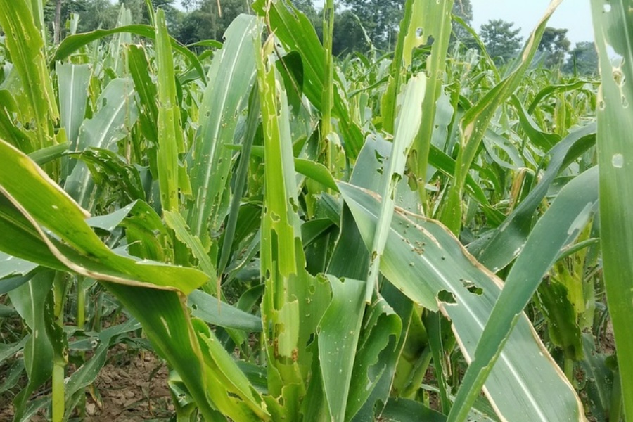 खडेरी र फौजी किराको प्रकोपले मकैमा क्षति