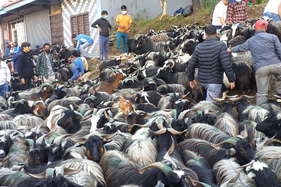 मुस्ताङबाट २३ करोडको च्याङ्ग्रा निकासी