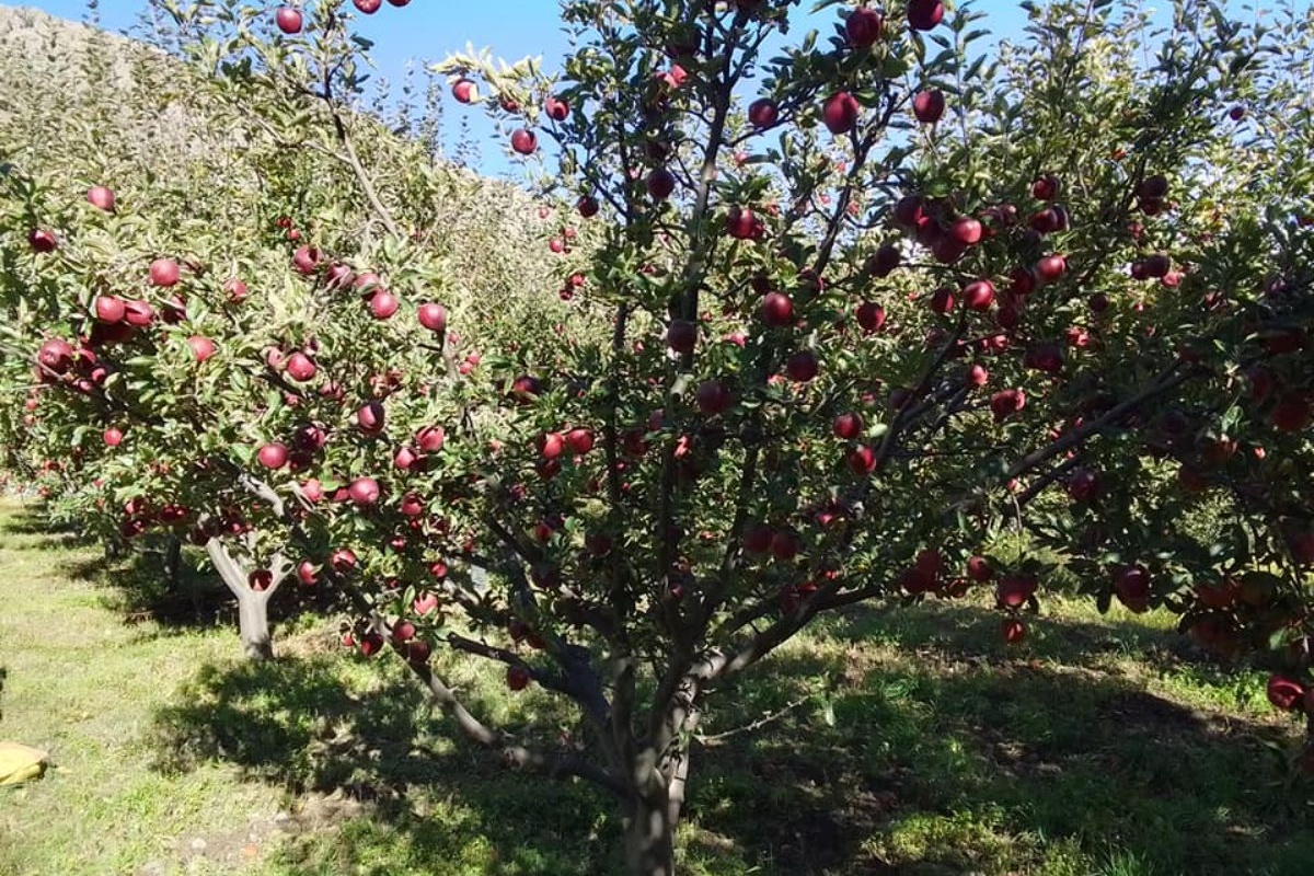 मुस्ताङमा हालसम्मकै बढी स्याउ उत्पादन, ९२ करोडभन्दा बढीको बिक्री