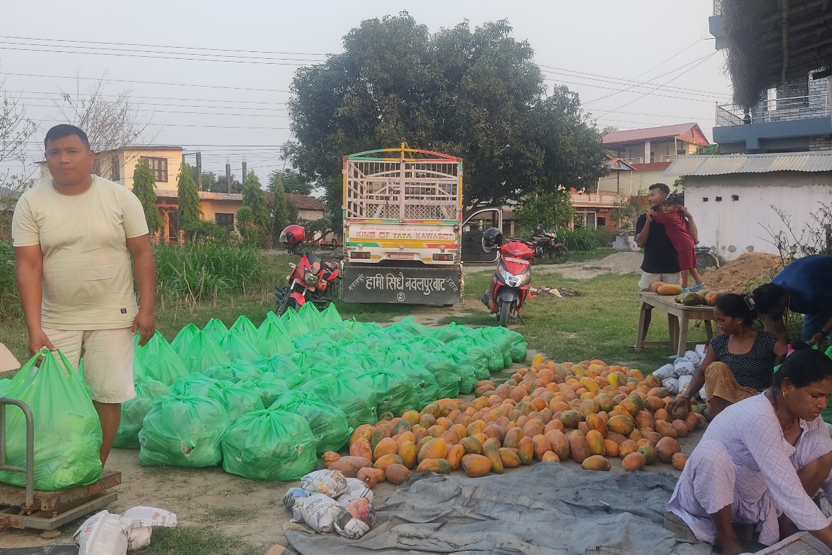 कावासोतीका मीनबहादुर महतोको लोभलाग्दो मेवाखेती