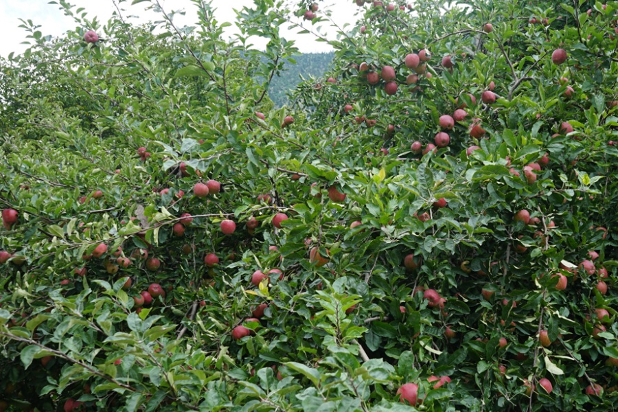 मुस्ताङको स्याउ भदौमा नै पाक्न थाल्यो