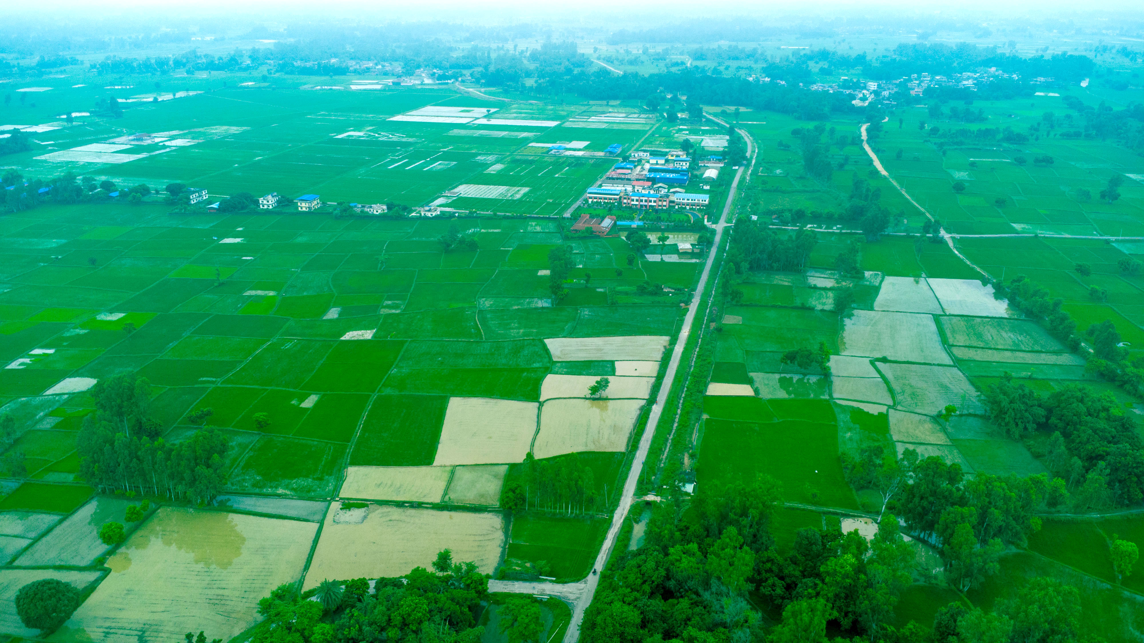 मधेशमा धान रोपाइँ २० प्रतिशतले घट्यो, देशभर ७ प्रतिशत कम