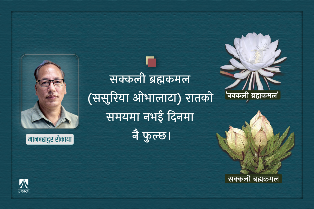 ब्रह्मकमल फूलको अफवाह र बाह्य वनस्पतिको मिच्याइँ