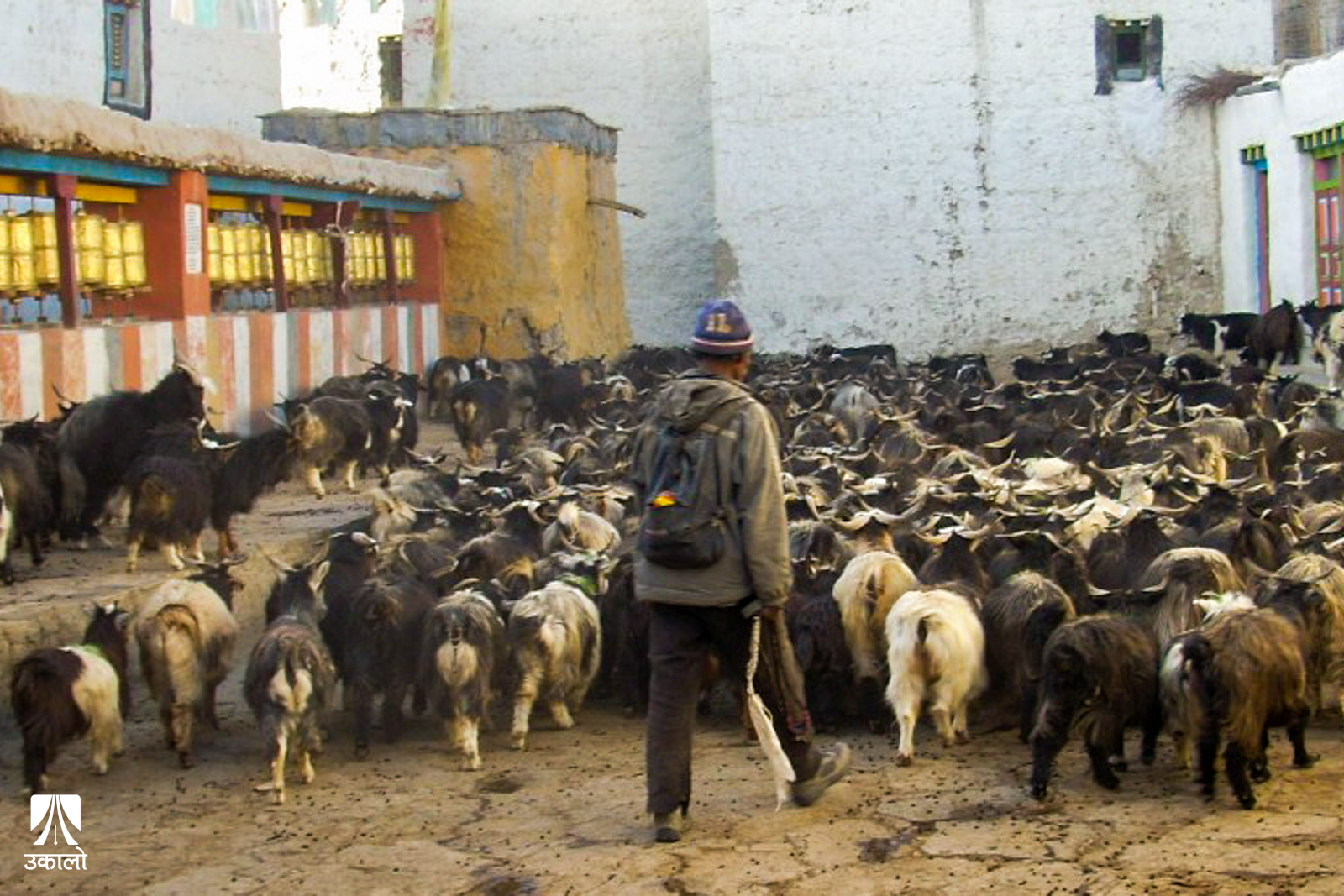 दशैँले शहर झार्दैछ, चरनले उकालो लगाउँदैछ