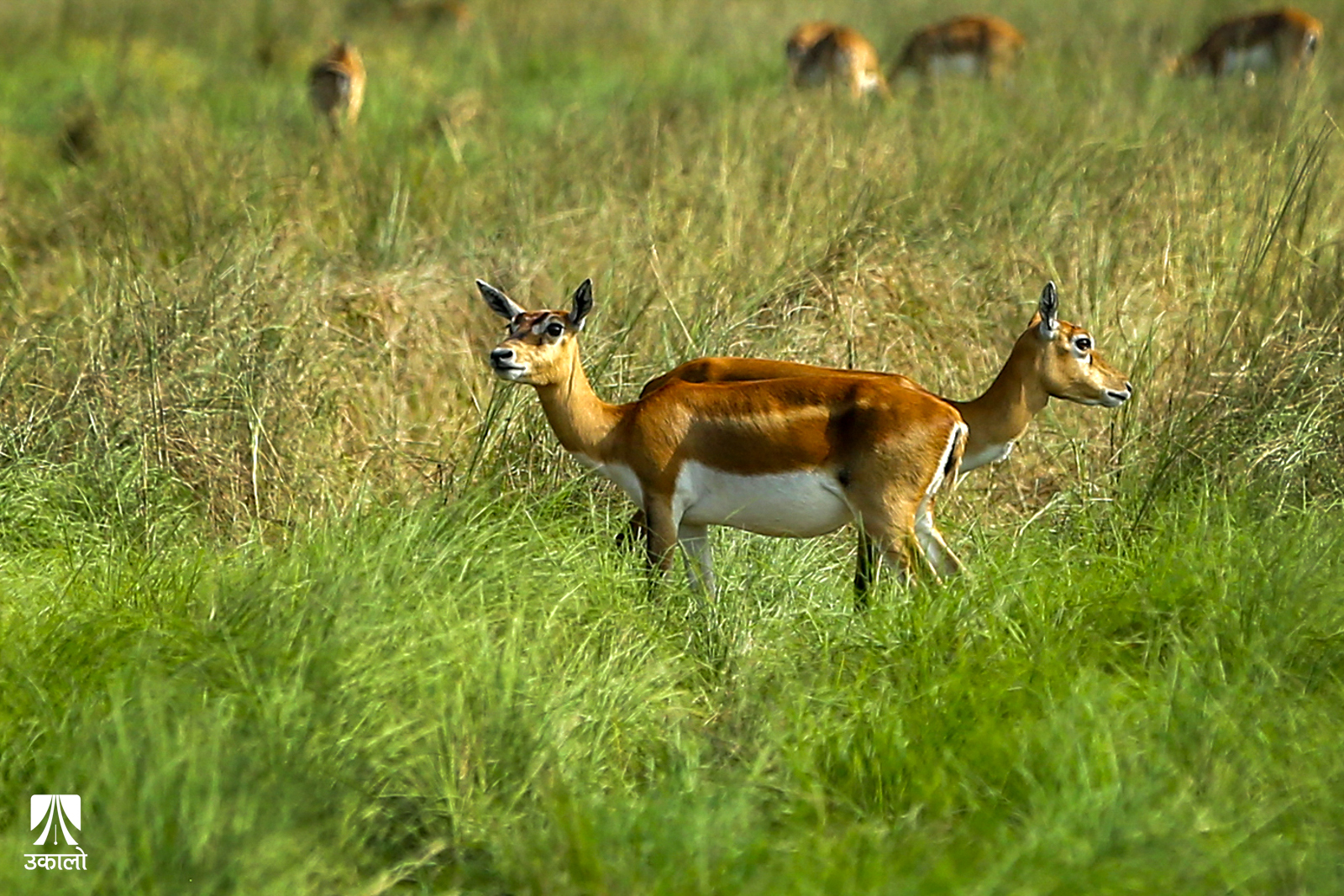 कृष्णसार हेर्न जाने कि खैरापुर (तस्वीरहरू)