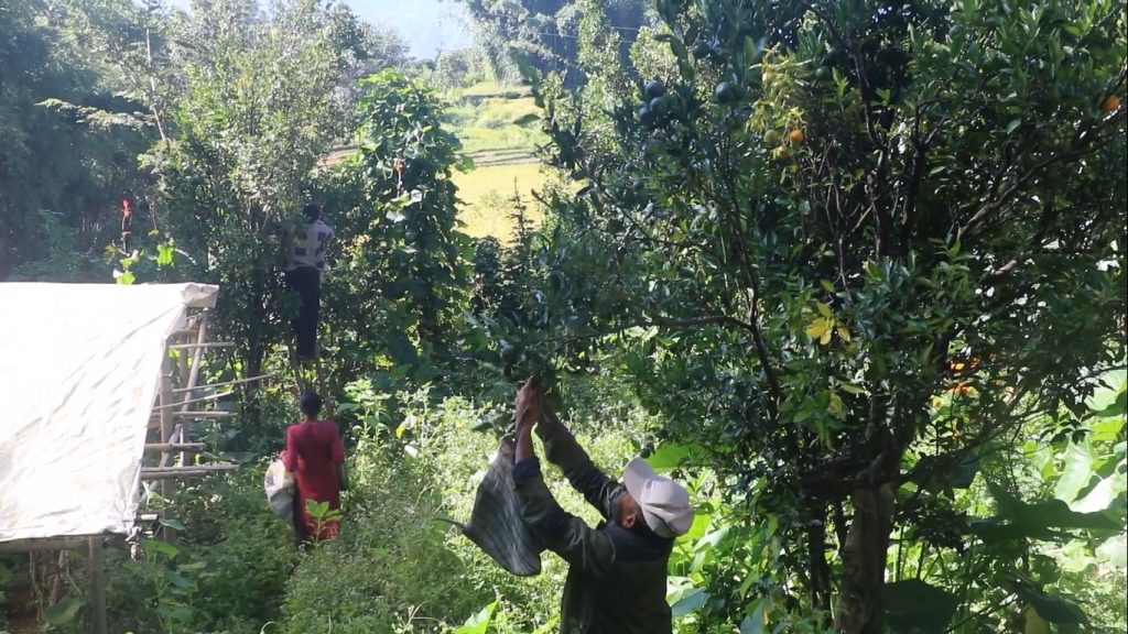 बाँदरबाट जोगाउन किसानले समयअगावै टिपे सुन्तला