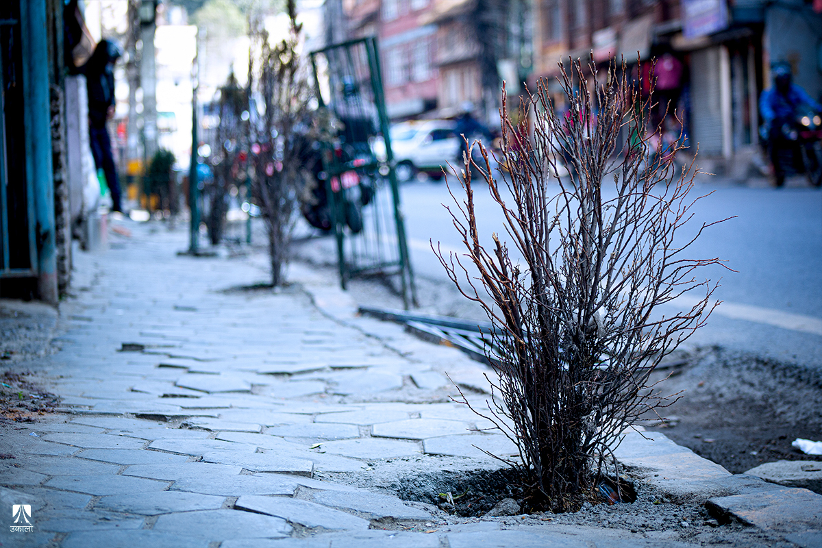 रोप्नेको माया र मलजल नपाएर सुक्दैछन् बिरुवा (तस्वीर–कथा)