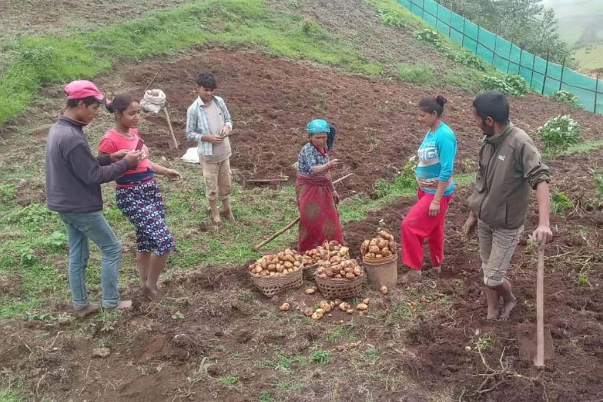जन्तेढुंगा गाउँपालिकाद्वारा ६१ रोपनीमा आलुखेती, बिक्री गर्न सुपथ मूल्यको पसल 