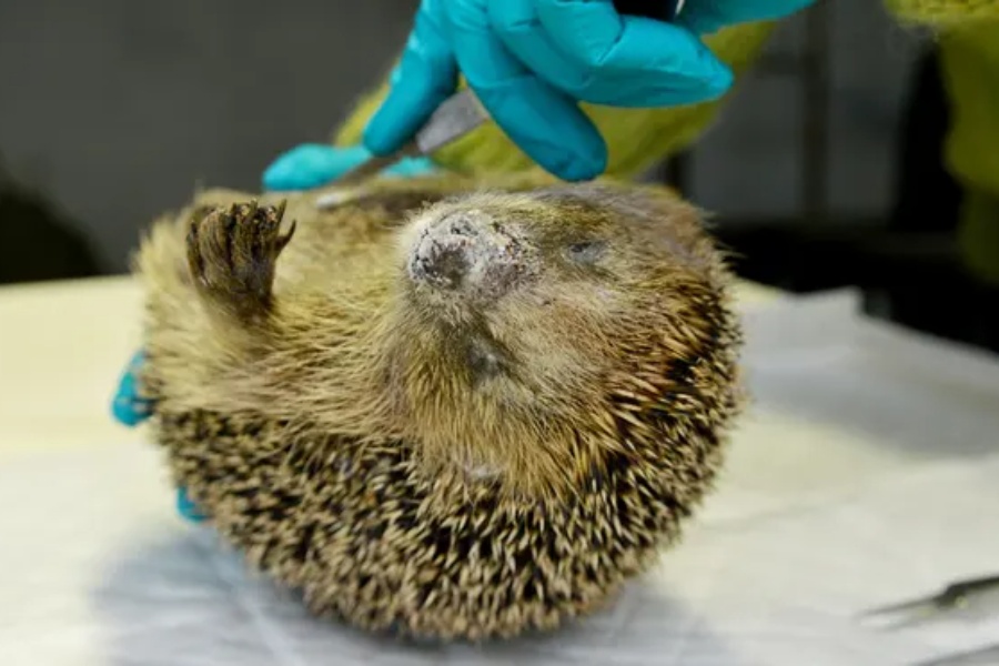 सबैभन्दा बढी बाँचेको युरोपियन दुम्सी 