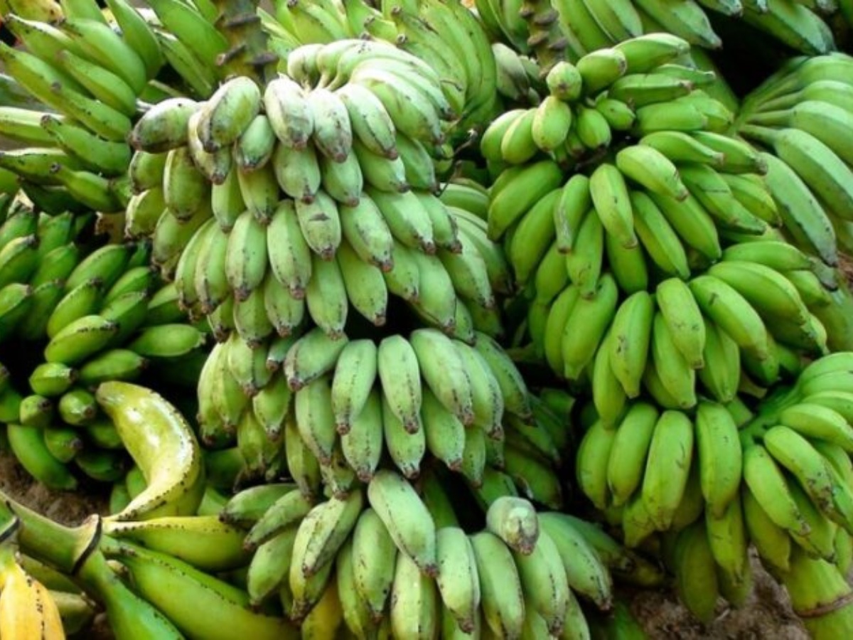 उदयपुरको कटारीमा फस्टाउँदै केराखेती 