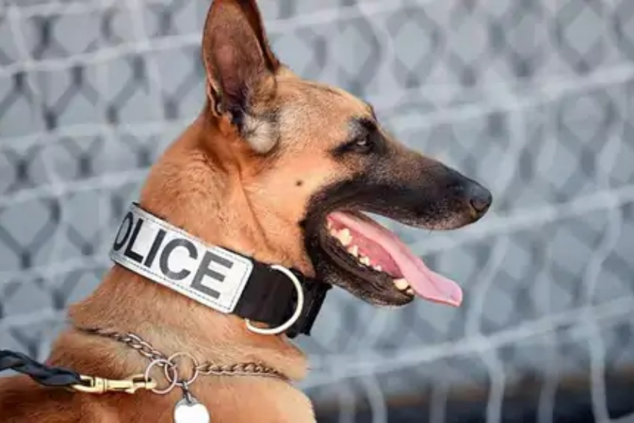 क्यालिफोर्निया प्रहरीले आरोपीलाई पक्राउ गर्दा कुकुर प्रयोग गर्न नपाउने