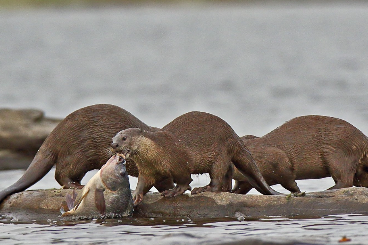 संकटमा ओतको बासस्थान, नदी प्रदूषण र दोहन प्रमुख कारण