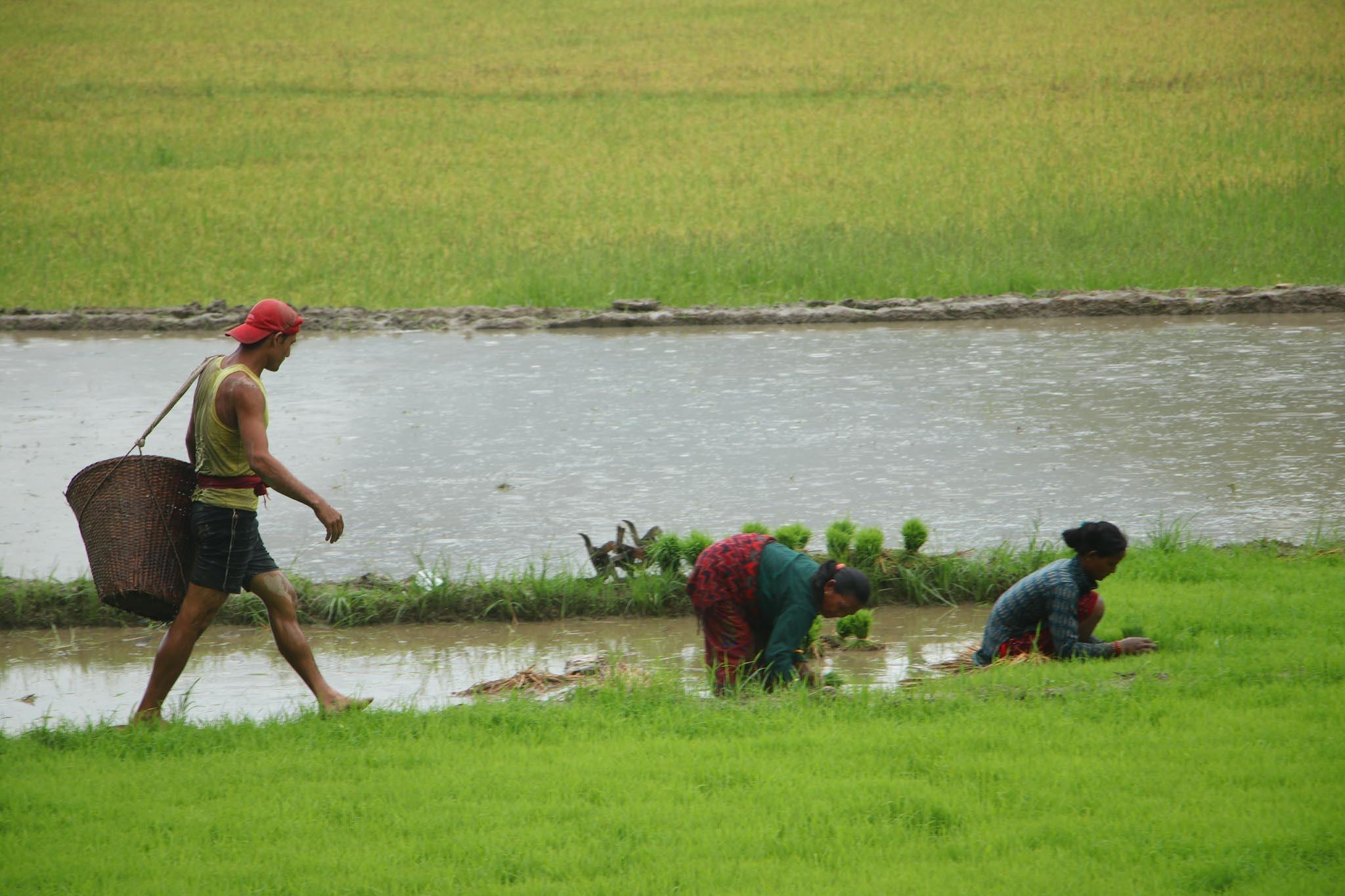 देशभर झन्डै १० प्रतिशत मात्र धान रोपाइँ सम्पन्न, सबैभन्दा धेरै सुदूरपश्चिममा