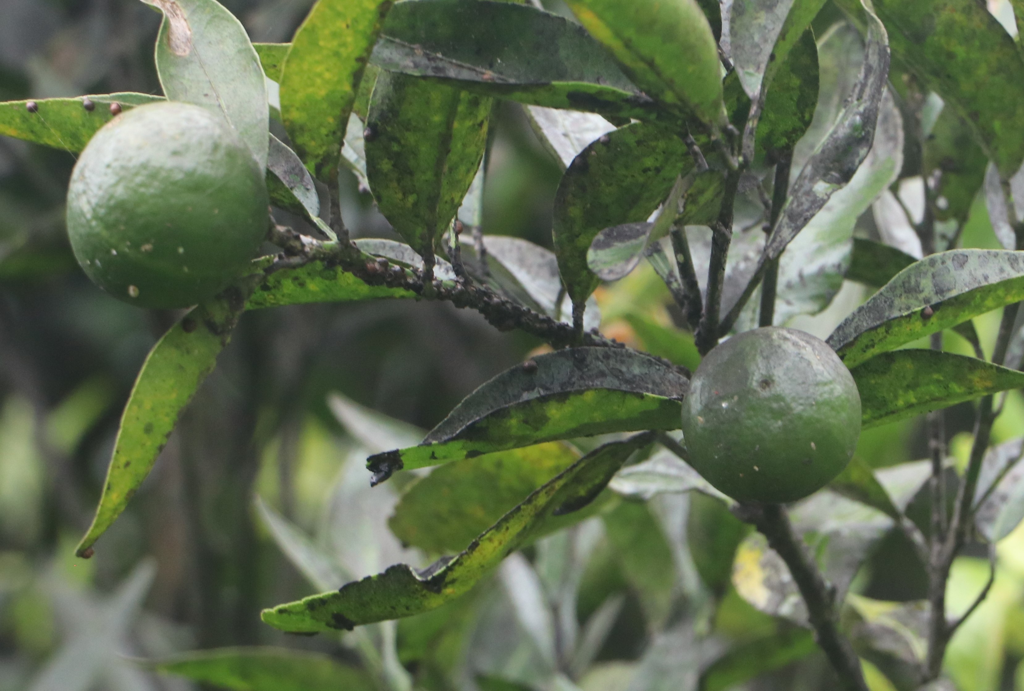 ‘सिक्टर ग्रिनिङ भाइरस’बाट बचेका सुन्तलामा कत्लेकीराको प्रकोप