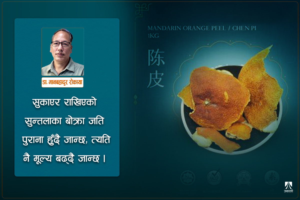 चेन पी: रूखमा फल्ने ‘सुन’ अर्थात् सुन्तलाका बोक्रा