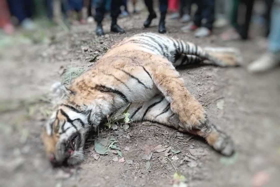 कैलालीमा पाटेबाघ मृत फेला