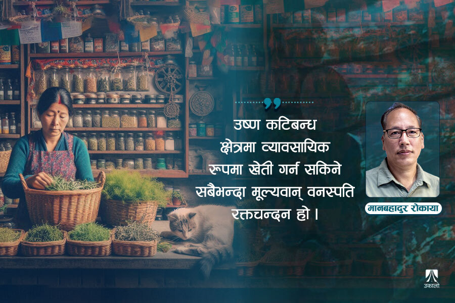 गाँजाको विकल्पमा कुन वनस्पति?