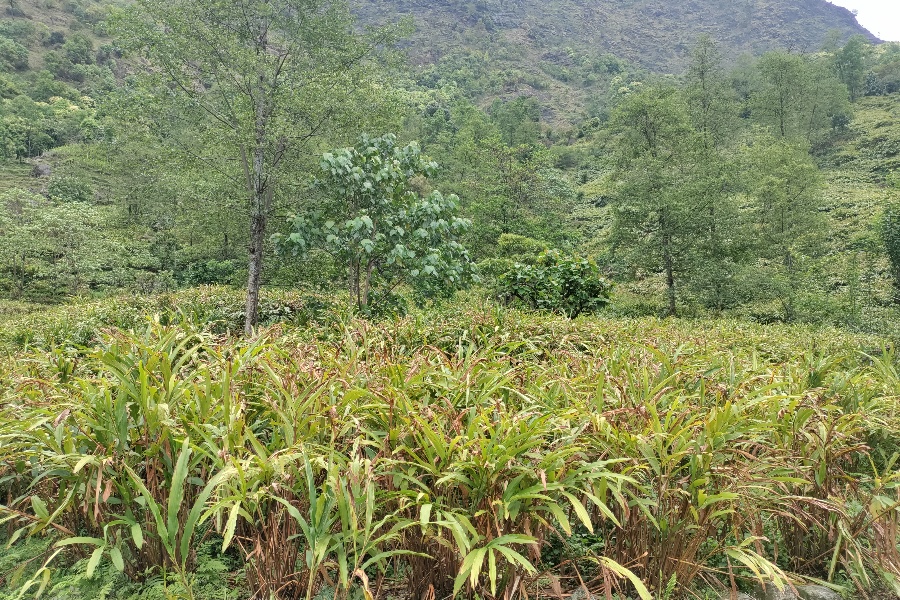 खडेरी र रोग कीराको चपेटामा अलैँची