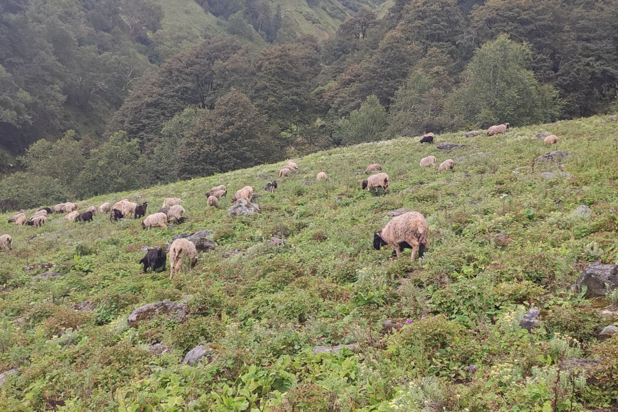 चिसो बढेसँगै बेँसी झर्न थाले भेडाका बथान